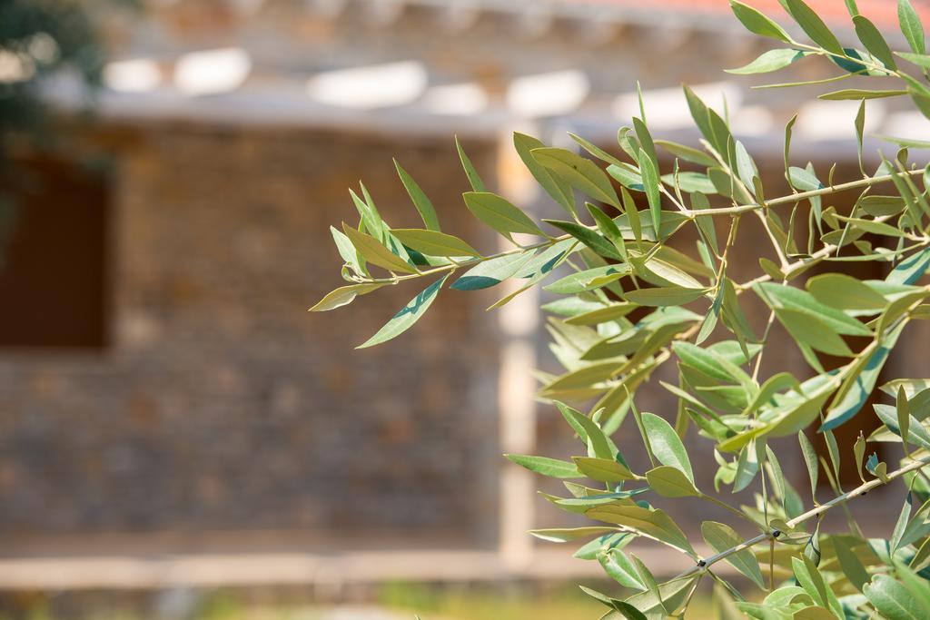 Olive Land Villas Λιμενάρια Δωμάτιο φωτογραφία
