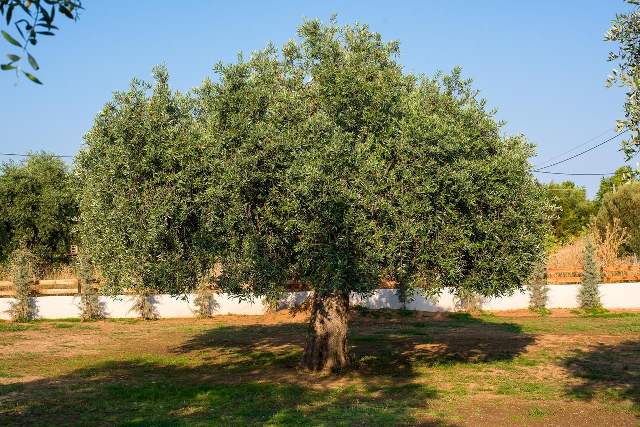 Olive Land Villas Λιμενάρια Εξωτερικό φωτογραφία