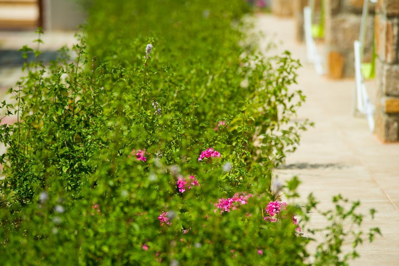 Olive Land Villas Λιμενάρια Εξωτερικό φωτογραφία